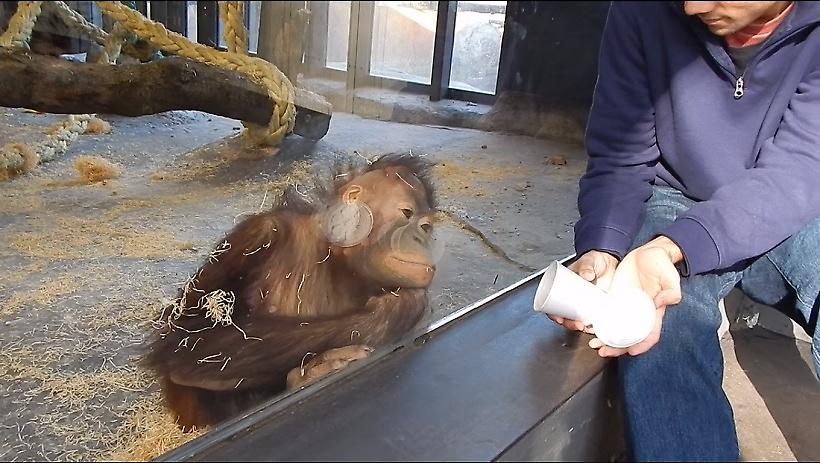 Ουρακοτάγκος απολαμβάνει ταχυδακτυλουργικά κόλπα (video)