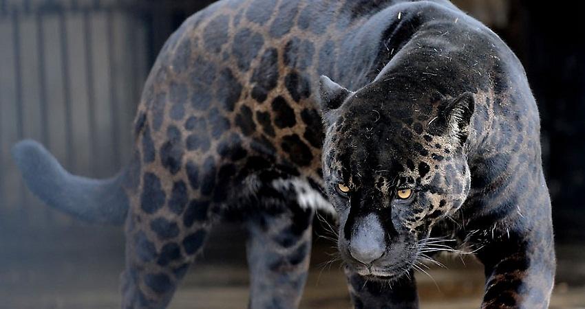 Απίστευτα υβρίδια ζώα που δεν θα πιστέψετε ότι υπάρχουν!