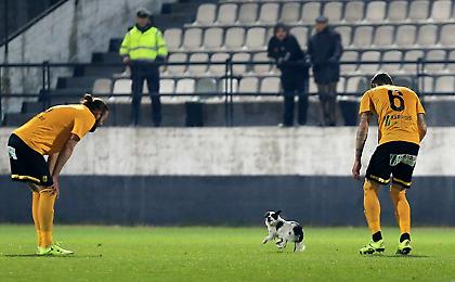 «Ντου» από σκύλο στο Δόξα-Άρης (pics)
