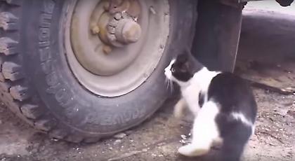 «Γάτα» το ποντίκι (video)