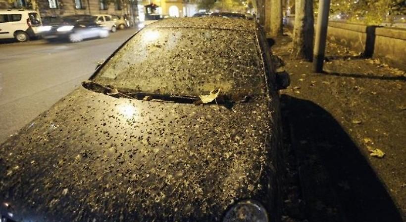 Τέσσερα εκατομμύρια πουλιά «έπνιξαν» τη Ρώμη στις κουτσουλιές