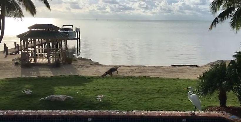 Βίντεο: Πήγε για βουτιά στην πισίνα και βρήκε έναν... κροκόδειλο