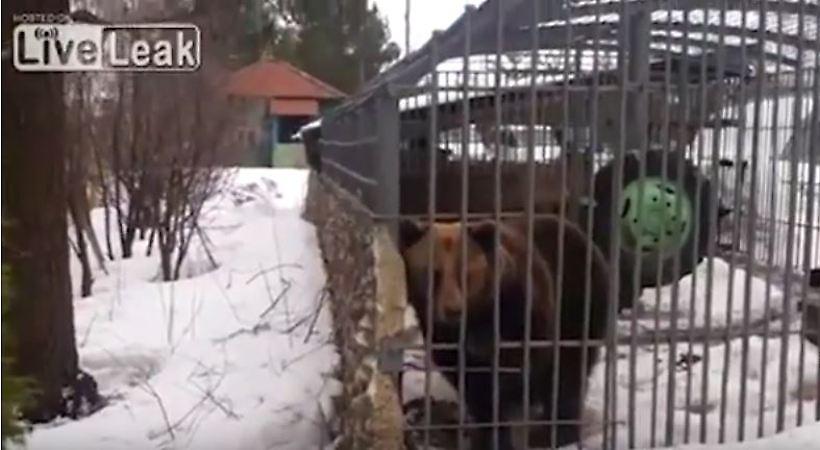 Βίντεο-σοκ: Αρκούδα κόβει το χέρι μεθυσμένου Ρώσου που πήγε να «παίξει» μαζί της (video)