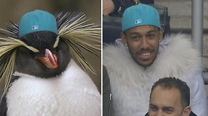 Με το παλτό της κοπέλας του στο γήπεδο ο Ομπαμεγιάνγκ (pics/video)