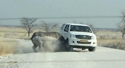 Ο ρινόκερος τρελάθηκε – Επιτέθηκε σε όχημα που έκανε σαφάρι (pics/vids)