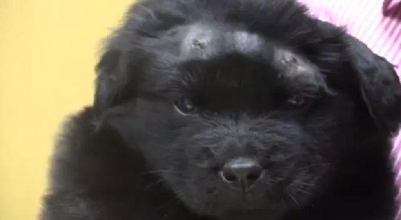 Σκυλάκι δέχθηκε 18 σφαίρες, επέζησε και αναρρώνει (video)