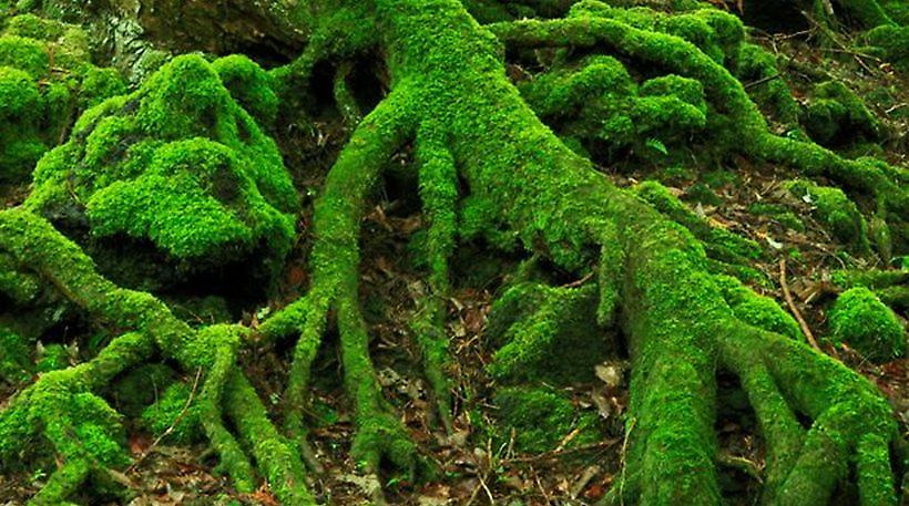 Το αληθινό «δάσος των αυτοκτονιών» στην Ιαπωνία εμπνέει τις ταινίες τρόμου του Χόλιγουντ