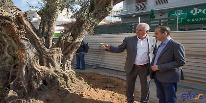 Υπεραιωνόβιες ελιές και στο Περιστέρι