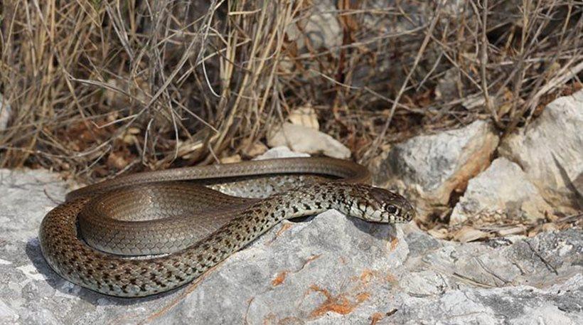 Βόλος: Βρήκε ένα φίδι στην μηχανή του αυτοκινήτου του!