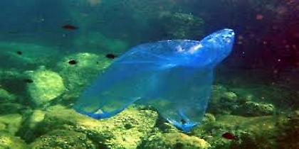 Δραματικές οι συνέπειες χρήσης της πλαστικής σακούλας