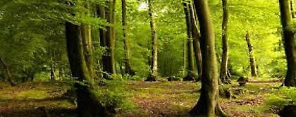 Θα ξαναζωντανέψουν οι δασικοί οικισμοί;