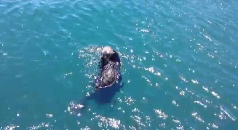 Συγκλονιστικό βίντεο: Η επανένωση νεαρής φώκιας με τη μητέρα της!