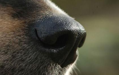 Σεξουαλική κακοποίηση σκύλου στου Ζωγράφου