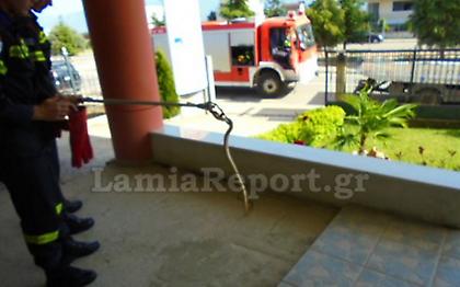 Φίδι «έκοβε» βόλτες μέσα σε γραφείο (pics)