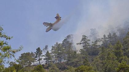 Η Κύπρος μετά την πυρκαγιά: Καμένα δέντρα και στάχτες