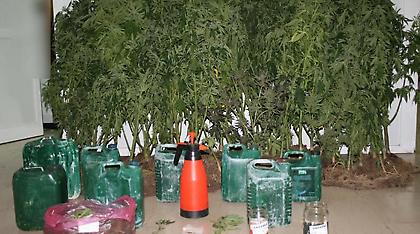 Χασισοφυτεία τεσσάρων επιπέδων στην Πέλλα!