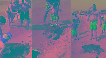 Η φωτογραφία που σοκάρει: Τράβηξαν από την θάλασσα χελώνα για να βγάλουν selfies