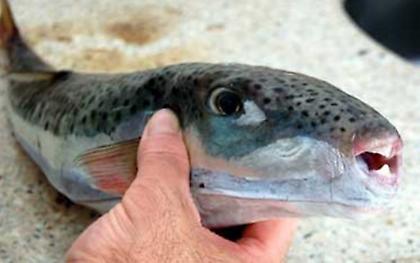 Πότε είναι επικίνδυνοι οι λαγοκέφαλοι