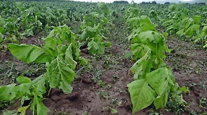 Καρδίτσα: Τεράστιες καταστροφές σε καλλιέργειες