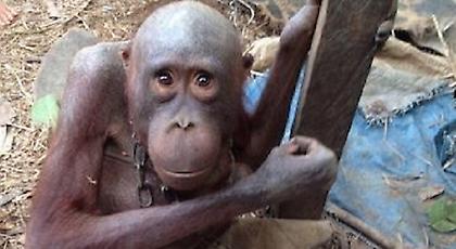 Ο πιο θλιμμένος ουρακοτάγκος στον κόσμο - Ήταν αλυσοδεμένος για 4 χρόνια