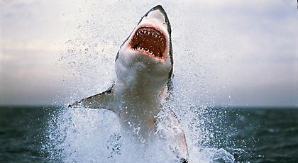 Αυτά είναι τα 10 πιο φονικά ζώα του πλανήτη!