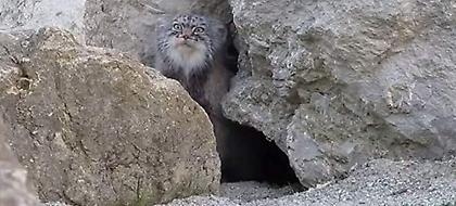 Τρόμος στη Σητεία: Εμφανίστηκε άγριο αιλουροειδές, μήκους ενός μέτρου! (video)