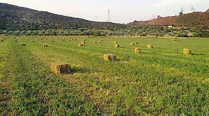 Αγρότισσα καταπλακώθηκε από μπάλες τριφύλλι
