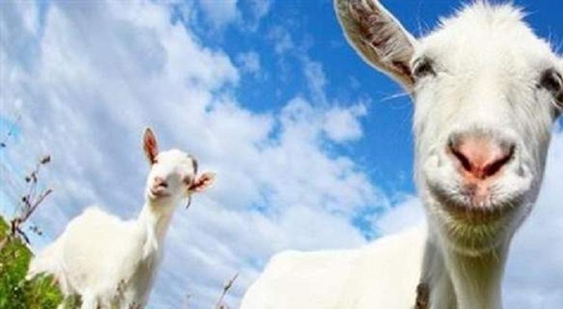 Κρήτη: 16 μήνες φυλακή γιατί βίαζε την κατσίκα του γείτονα