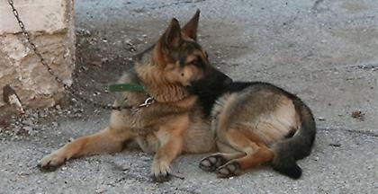 Σε δίκη οδηγείται 66χρονος που σκότωσε ένα σκυλί με φτυάρι