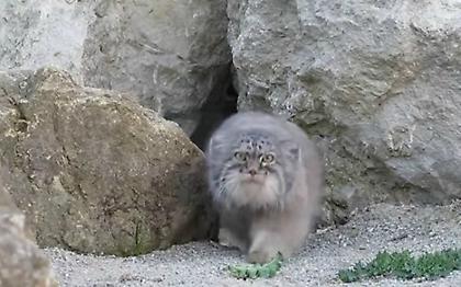 Το αιλουροειδές της Σητείας έγινε μαντινάδα