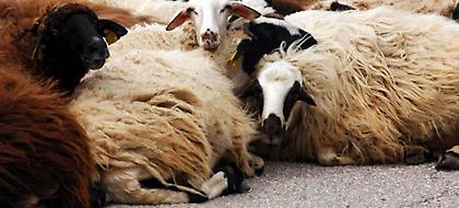 Πρόβατα βγήκαν... βόλτα στην Περιφερειακή Οδό της Θεσσαλονίκης