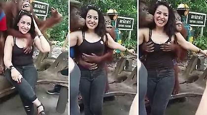 Ερωτιάρης ουρακοτάγκος ποζάρει με τουρίστρια και τη... χουφτώνει (video)