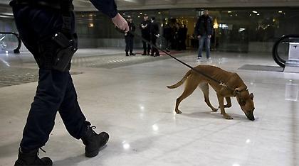 Με σκύλους θα ψάχνουν για μετρητά στα αεροδρόμια!