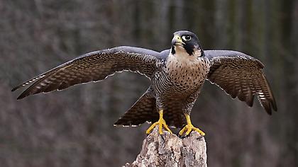 Επιστράτευσαν γεράκια για να διώξουν τους γλάρους!