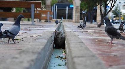 Ποινή φυλάκισης δύο ετών και 5.000 ευρώ πρόστιμο σε 57χρονο που σκότωσε γάτα