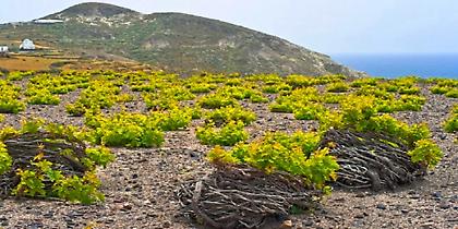 Στα καλύτερα 15 μονοπάτια κρασιού στον κόσμο η Σαντορίνη