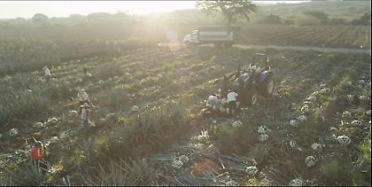 Εξαρτήματα Ford από πρώτη ύλη… τεκίλας