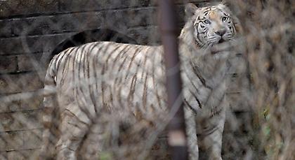 ΣΚΛΗΡΕΣ ΕΙΚΟΝΕΣ: Τίγρης κατασπάραξε ηλικιωμένη στην Κίνα (video)