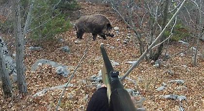 Αλβανοί κυνηγούσαν παράνομα αγριόχοιρους
