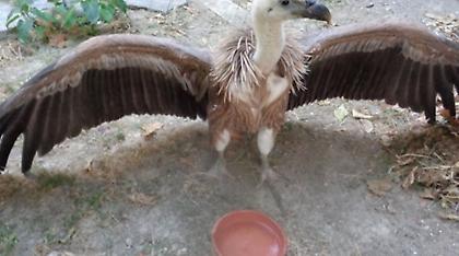 Κρήτη: Γύπας... προσγειώθηκε στην Άρβη Ηρακλείου