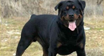 Σκυλί ράτσας ροτβάιλερ τραυμάτισε 20 μηνών κοριτσάκι στον Άγιο Νικόλαο