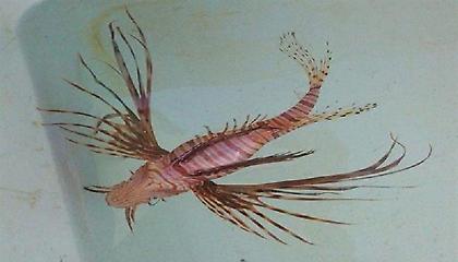 Το πρώτο δηλητηριώδες λεοντόψαρο έφθασε στην Κρήτη