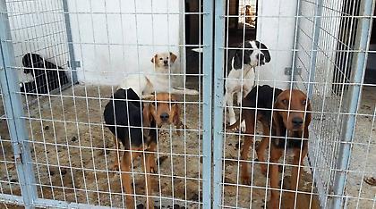 Απίστευτη κτηνωδία: Υπάλληλος του κυνοκομείου Σερρών σκότωσε και έκαψε δύο σκυλιά