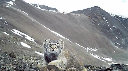 Το πιο σπάνιο «Pokemon» βρέθηκε στη... Σιβηρία