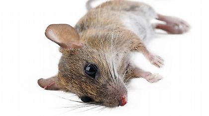 Η Νέα Ζηλανδία ανακοίνωσε σχέδιο εξόντωσης όλων των τρωκτικών