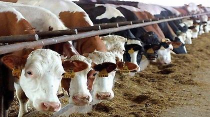 Συναγερμός στη Λήμνο: Θανατώθηκαν πάνω από 30 βοοειδή με οζώδη δερματίτιδα