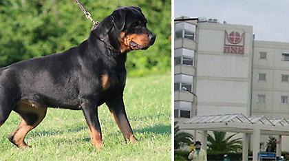 Στο «Αγία Σοφία» θα χειρουργηθεί στο μάτι το κοριτσάκι που του επιτέθηκε το ροτβάιλερ