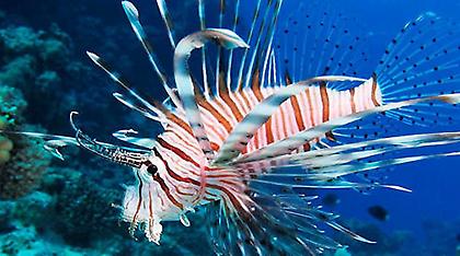 Δηλητηριώδες λεοντόψαρο εμφανίστηκε για πρώτη φορά στην Κρήτη