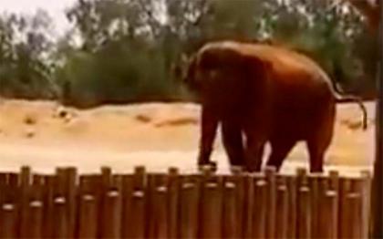 Τραγικό: Επτάχρονο κορίτσι σκοτώθηκε από πέτρα που πέταξε ελέφαντας