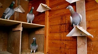 Πιερία: Ανήλικοι κλεφτοκοτάδες έκλεβαν ακόμη και... περιστέρια!